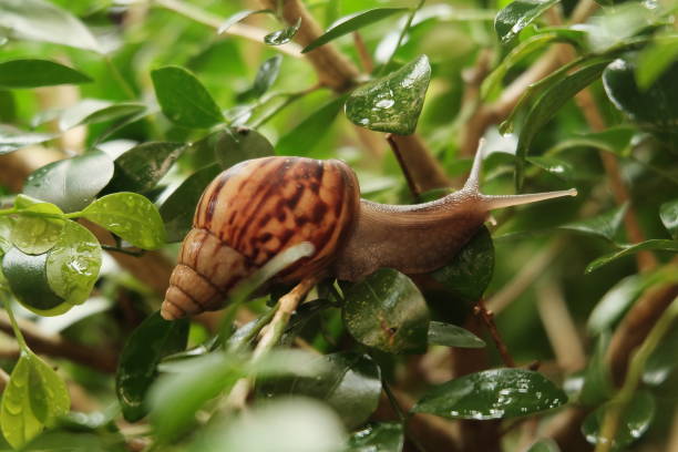 istock a commond garden snail in nature eating leaf 1302899787