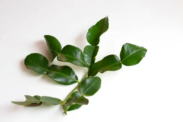 Fresh green kaffir lime leaves on a white background
