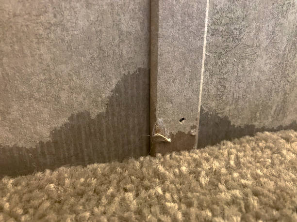 istock Water damaged sheetrock with wall paper against carpet floor 1302901308