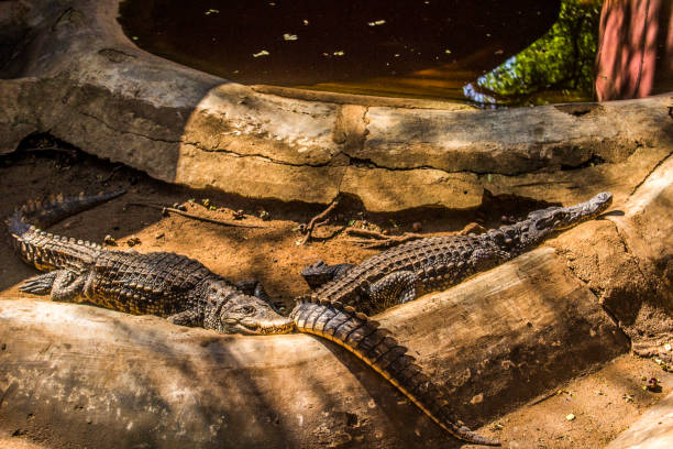 istock Crocodiles sitting in an enclosure in Chennai 1302903839