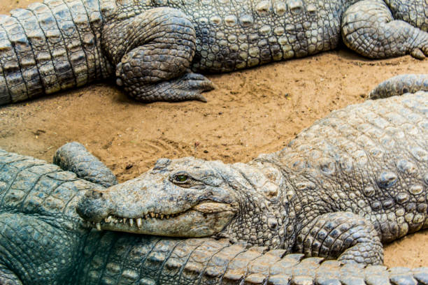 istock Crocodiles sitting in an enclosure in Chennai 1302903894