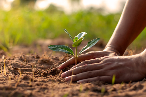 Manos humanas plantando plándas o árboles en el suelo el Día de la Tierra y la campaña de calentamiento global. photo