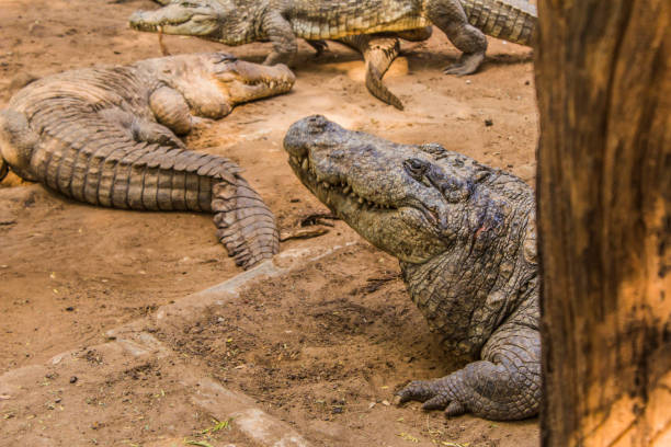 istock Crocodiles sitting in an enclosure in Chennai 1302903928