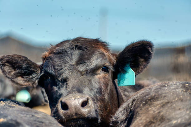 istock Black cow in the pasture 1302904928