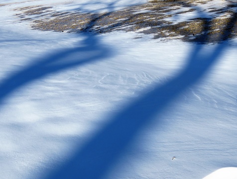Tree trunk shadows on snow covering the ground make for interesting abstract background. Snow photographed in Texas on February 2021. Full-Frame. Copy Space.