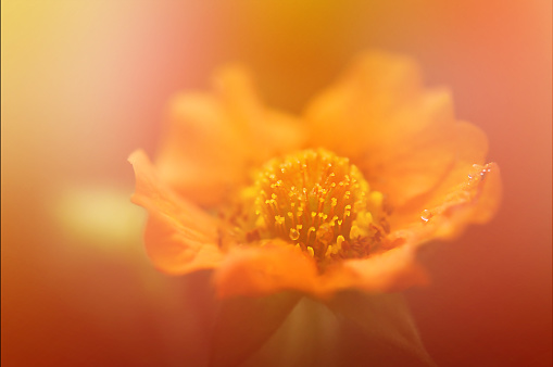 Close-up of an orange blooming marigold whose flower has opened. The background is green. You can clearly see the pollen.
