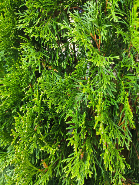 istock beautiful branches of green thuja close up 1302906729