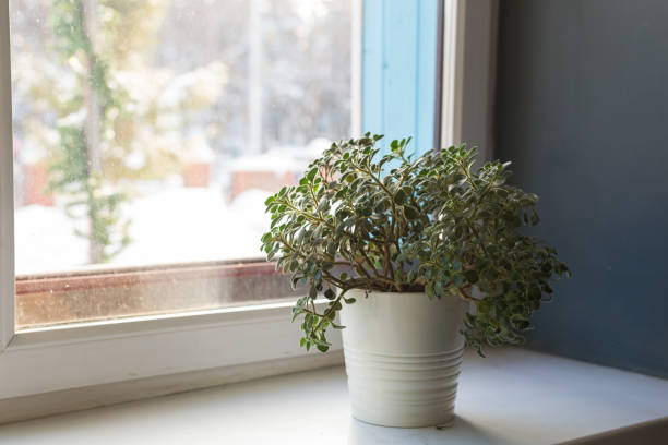 istock Houseplants concept - White plant pot on the windowsill. 1302906855