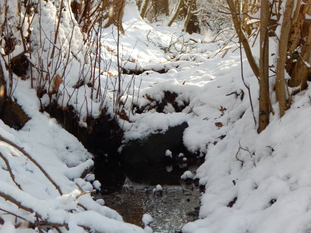 istock Walk through a magical world with snow 1302908437