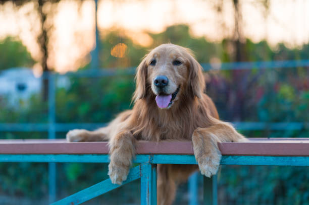 istock Golden Retriever lying on a shelf in the park 1302909218