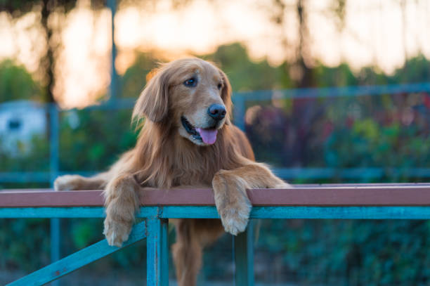 istock Golden Retriever lying on a shelf in the park 1302909226