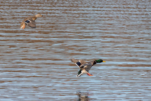 istock Pair of mallard duck landing on the Huron river 1302909518