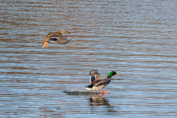Pair of mallard duck landing on the Huron river