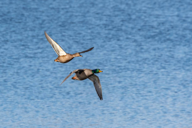 istock Pair of mallard duck flying over the Huron river 1302909539