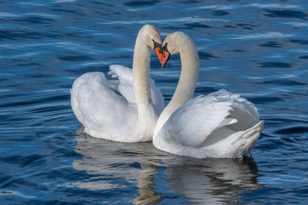 istock Pair of mute swans, swimming on the Huron river 1302910065