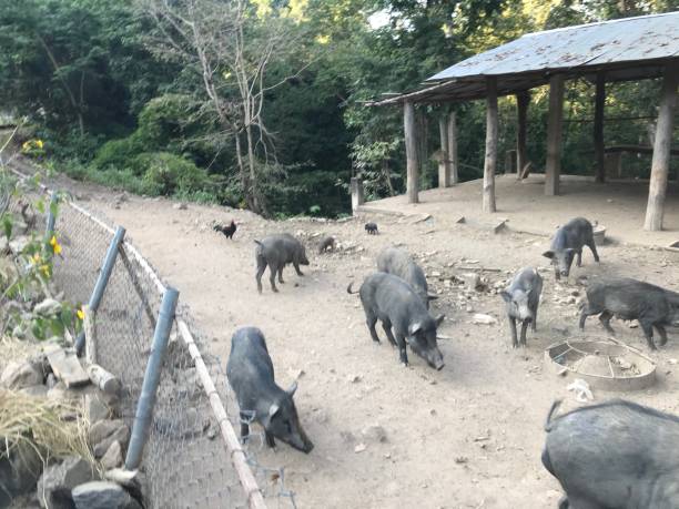 istock Pig and forest at Lampang, Thailand. 1302913596
