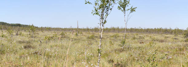 istock small white spring flowers in north swamp 1302913624
