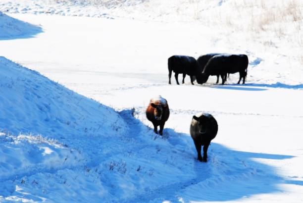 寒い冬の天候の間に雪に覆われた地面を歩く牛 - prairie farm winter snow ストックフォトと画像