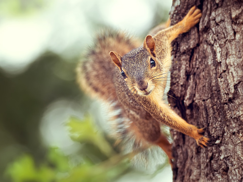 Cute little Eastern Fox squirrel (Sciurus niger) peeking out from behind a tree trunk