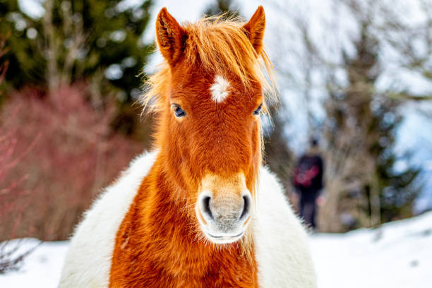 cavalo dourado pastando no parque estadual grayson highlands - blue ridge mountains appalachian mountains appalachian trail forest - fotografias e filmes do acervo