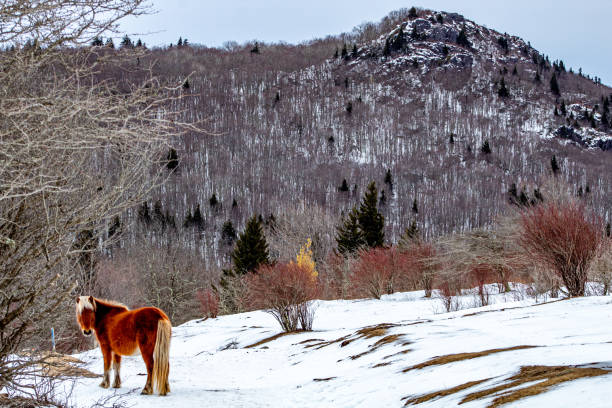 istock Golden wild pony at Grayson Highlands State Park 1302915308
