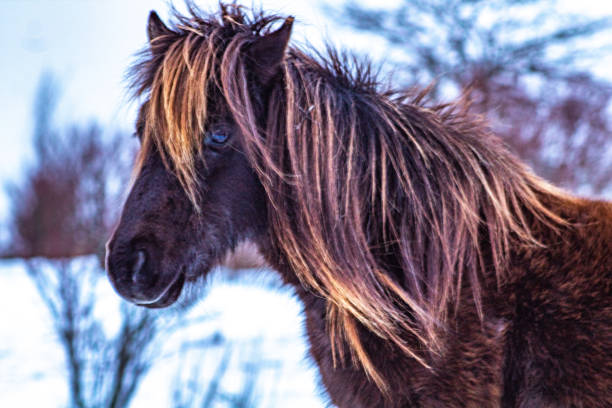 istock Brown wild pony in winter at Grayson Highlands State Park 1302915333