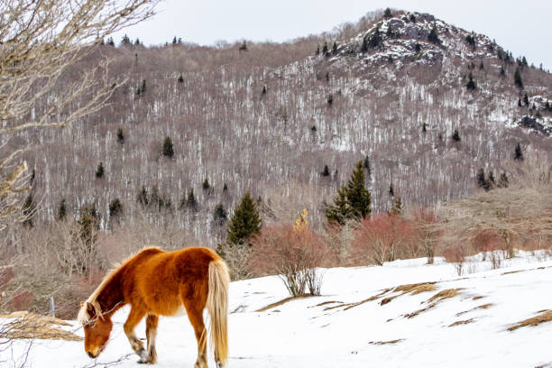 istock Golden wild pony at Grayson Highlands State Park 1302915401