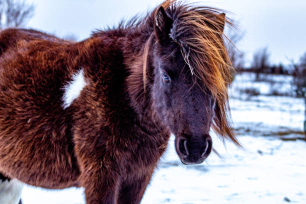 istock Brown wild pony in winter at Grayson Highlands State Park 1302915957