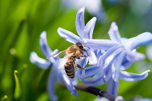 Bumblebee on a lavender flower.