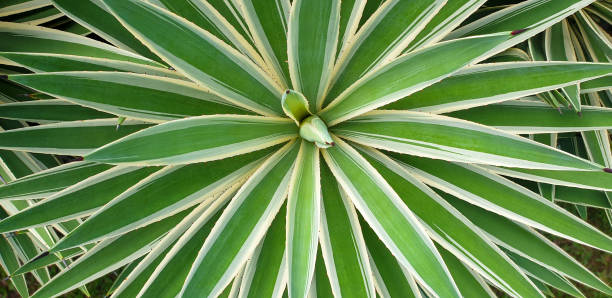 istock Yucca Leaves Close up 1302916035