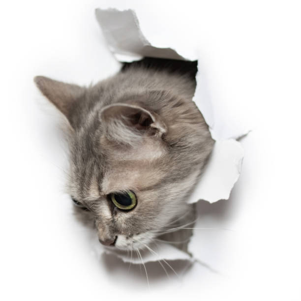 istock Cat looks into the torn hole 1302917102