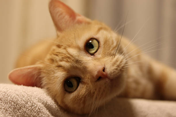 istock A cat staring with beautiful eyes. 1302917907