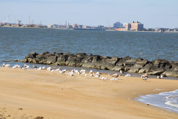 Willoughby rocks and seagulls A view of Hampton, Virginia taken from Norfolk, Virginia hampton virginia stock pictures, royalty-free photos & images