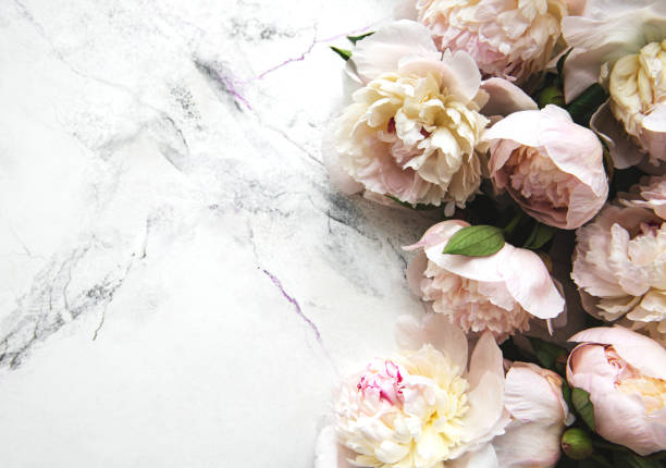 istock Peony flowers on a marble background 1302918465