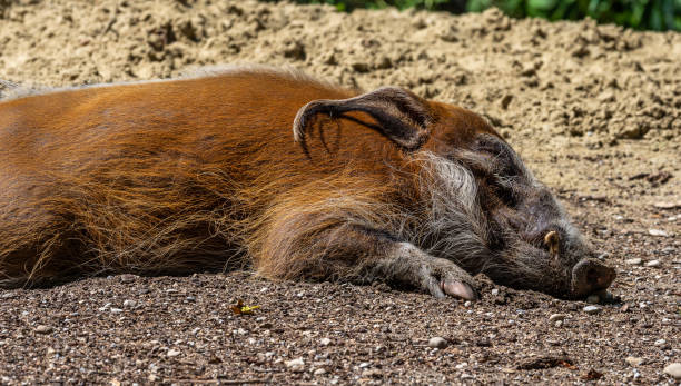 istock Red river hog, Potamochoerus porcus, also known as the bush pig. 1302919086