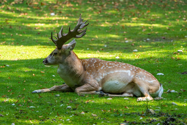 The fallow deer, Dama mesopotamica is a ruminant mammal belonging to the family Cervidae.