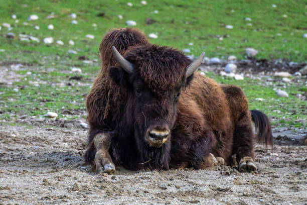 istock American buffalo known as bison, Bos bison in the zoo 1302919327
