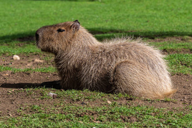 istock Capybara, Hydrochoerus hydrochaeris grazing on fresh green grass 1302920101