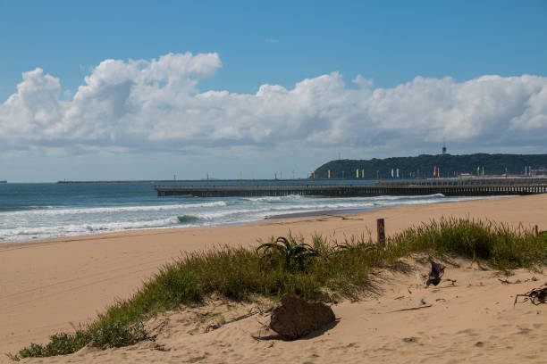 istock Dune Covered with Vegetation with Pier and Bluff in Background 1302920103