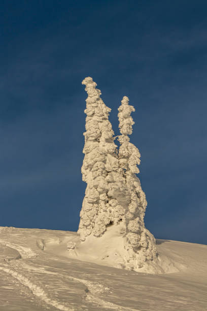 istock Trees covered with snow in the mountains 1302920345