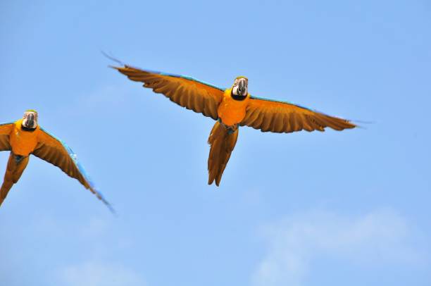 istock Birds flying in the sky with trees 1302920453