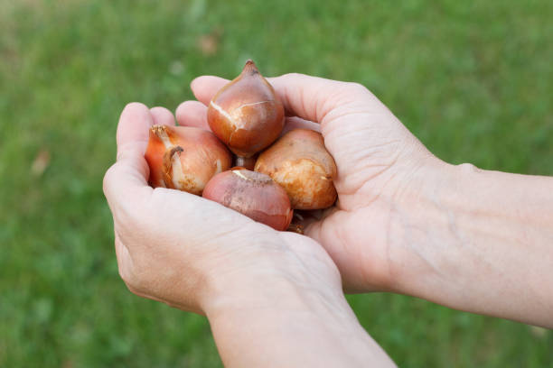istock Female hands with tulip flower bulbs before planting. 1302921410
