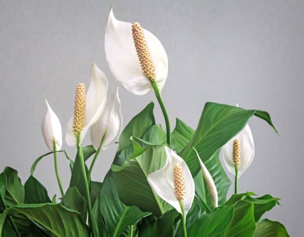 Blooming white flowers spathiphyllum. Beautiful white flowers and green leaves of tropical flower spathiphyllum on a light background. spathiphyllum stock pictures, royalty-free photos & images