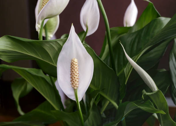 istock Blooming white flowers spathiphyllum. 1302923247