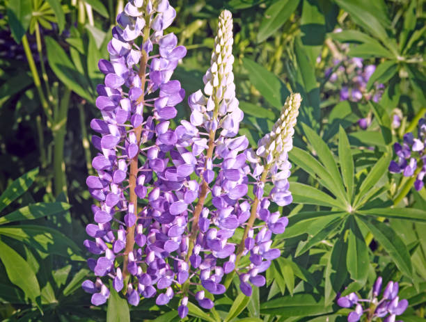 istock Flowering lupine on the field. 1302923327