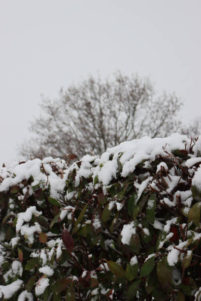 istock Red Robin Photinia hedge covered by snow 1302924274