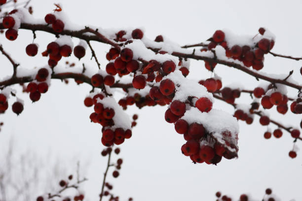 istock Small red apples on branch covered by snow 1302924375
