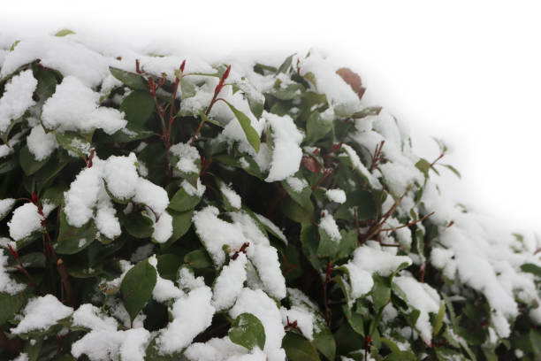 istock Red Robin Photinia hedge covered by snow 1302924459