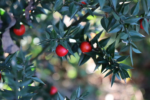 Butcher's Broom bush with ripe red berries on a sunny day. Ruscus aculeatus shrub in the forest