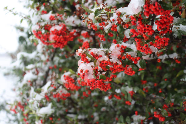 istock Pyracantha bush with ripe red berries covered by snow 1302924495
